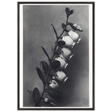 Art Forms in Nature 106 by Karl Blossfeldt, framed poster, view 3