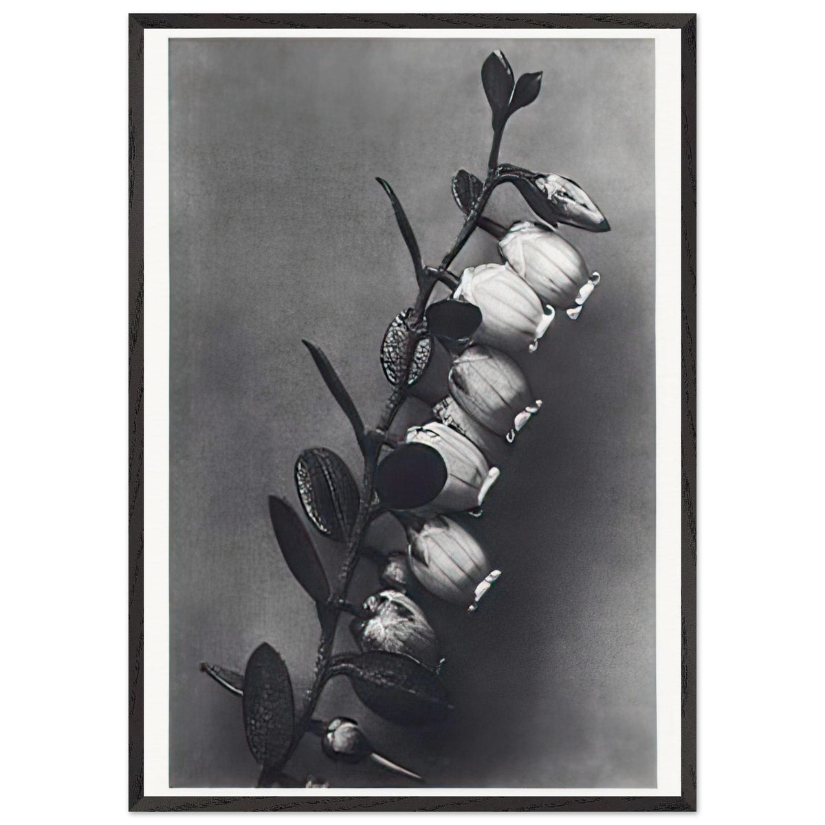 Art Forms in Nature 106 by Karl Blossfeldt, framed poster, view 3