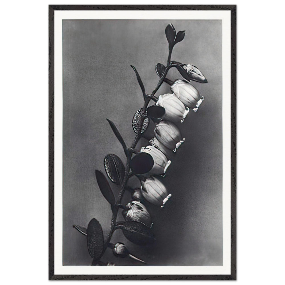 Art Forms in Nature 106 by Karl Blossfeldt, framed poster