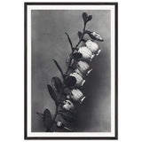 Art Forms in Nature 106 by Karl Blossfeldt, framed poster