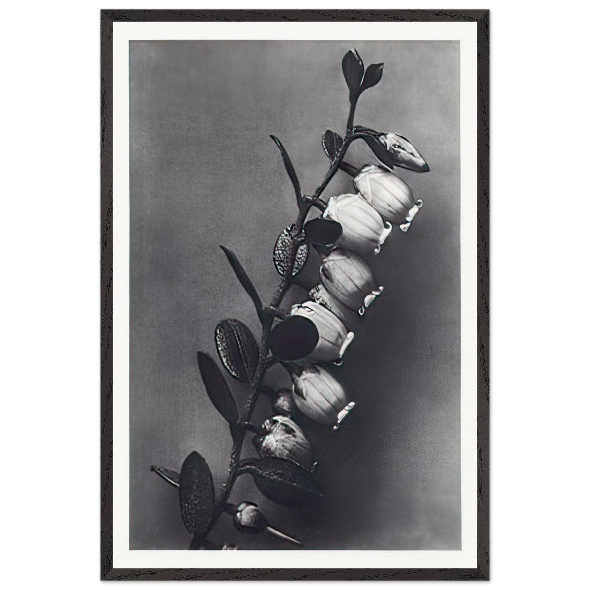 Art Forms in Nature 106 by Karl Blossfeldt, framed poster