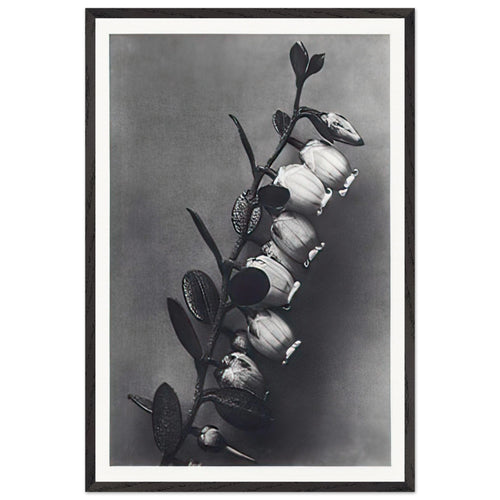 Art Forms in Nature 106 by Karl Blossfeldt, framed poster