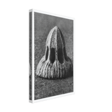Art Forms in Nature 11 by Karl Blossfeldt, canvas, view 2
