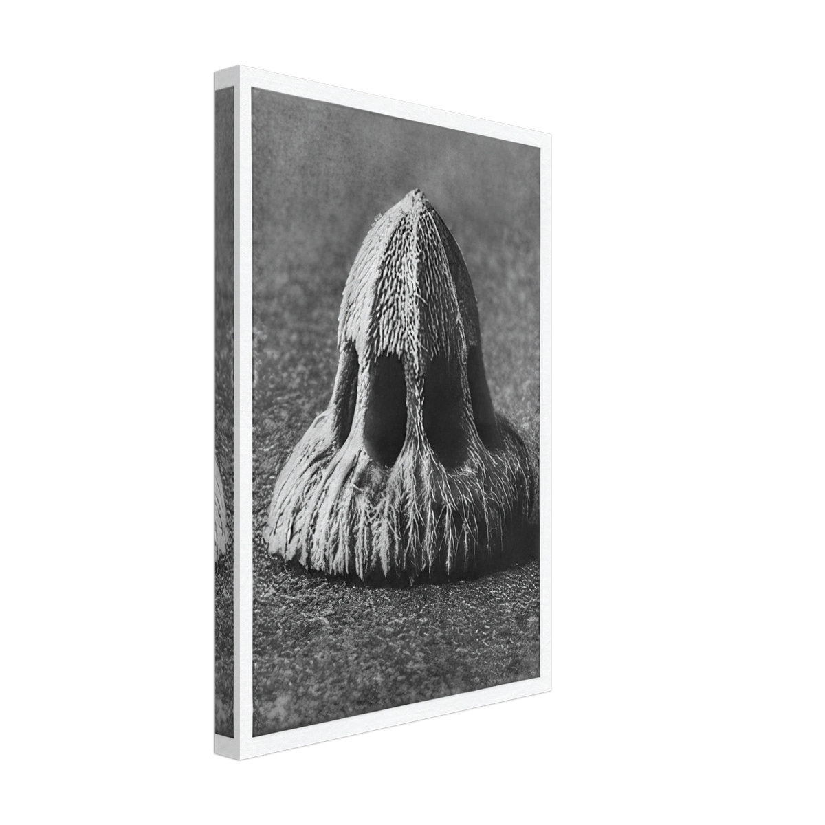 Art Forms in Nature 11 by Karl Blossfeldt, canvas, view 2