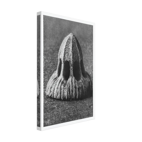 Art Forms in Nature 11 by Karl Blossfeldt, canvas, view 2