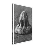 Art Forms in Nature 11 by Karl Blossfeldt, canvas