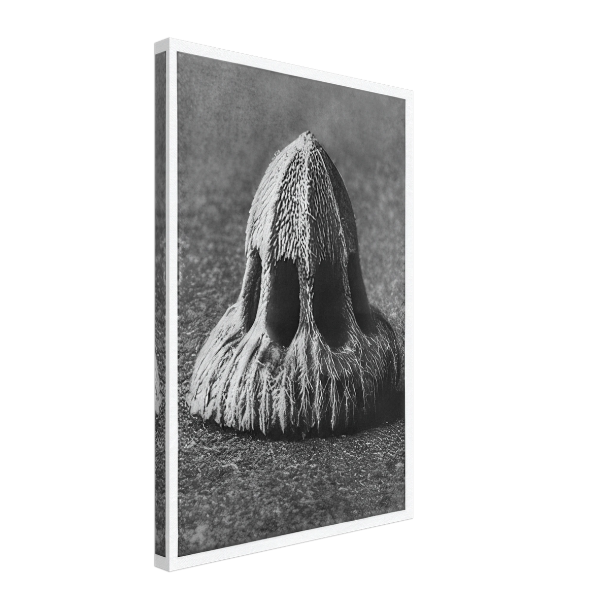 Art Forms in Nature 11 by Karl Blossfeldt, canvas