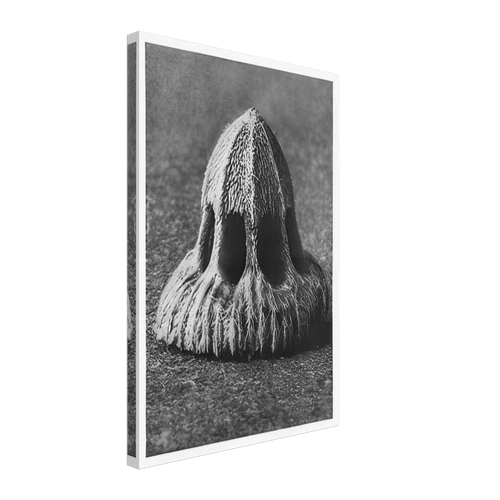 Art Forms in Nature 11 by Karl Blossfeldt, canvas