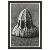 Art Forms in Nature 11 by Karl Blossfeldt, framed poster, view 2