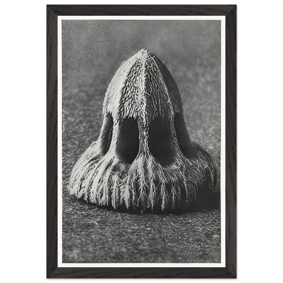 Art Forms in Nature 11 by Karl Blossfeldt, framed poster, view 2