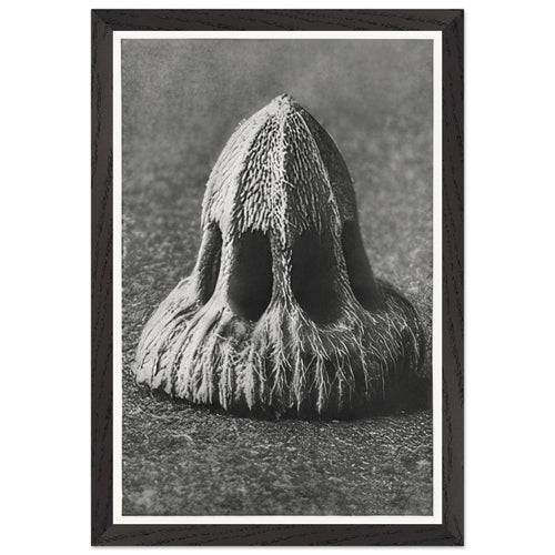 Art Forms in Nature 11 by Karl Blossfeldt, framed poster, view 2