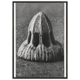 Art Forms in Nature 11 by Karl Blossfeldt, framed poster, view 3