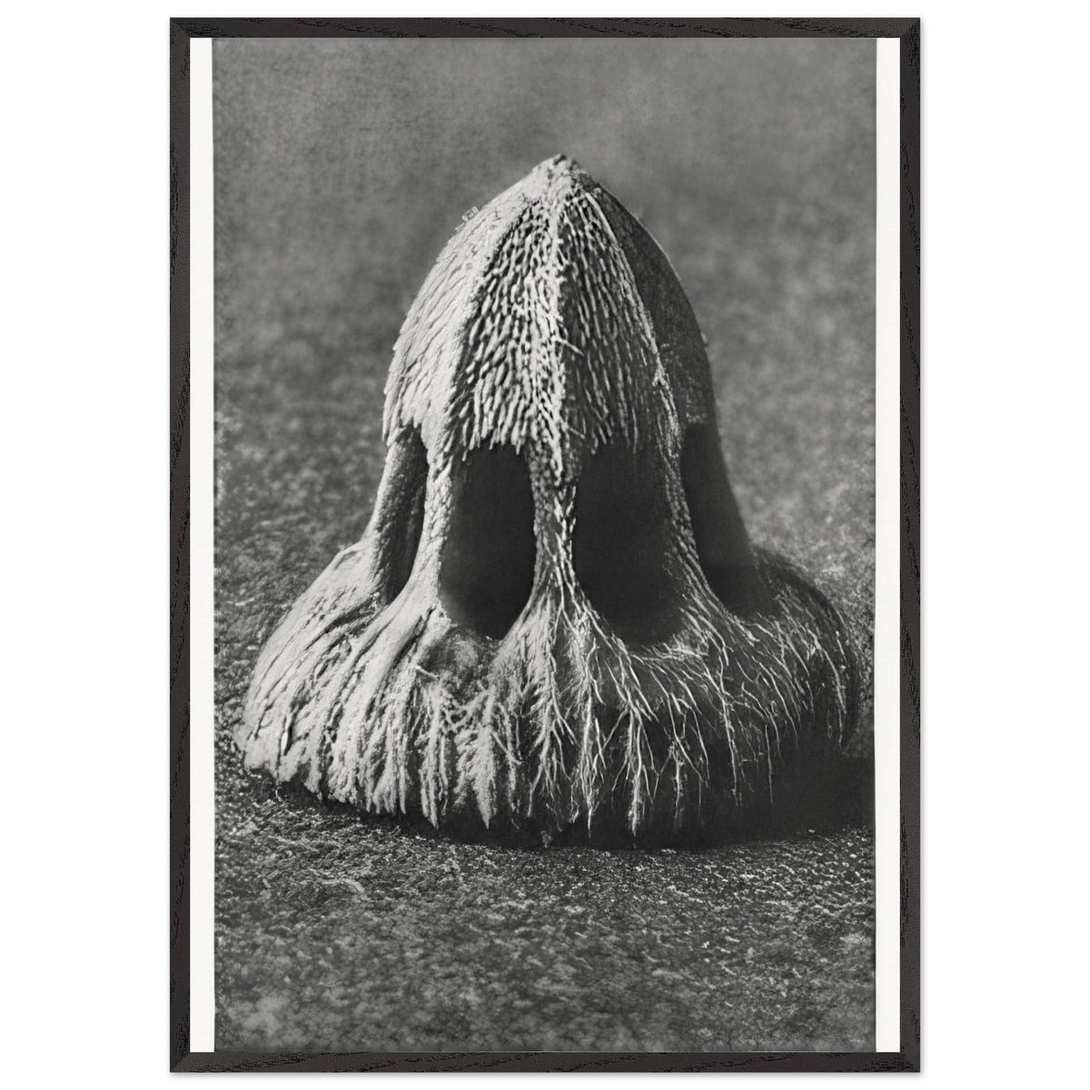 Art Forms in Nature 11 by Karl Blossfeldt, framed poster, view 3