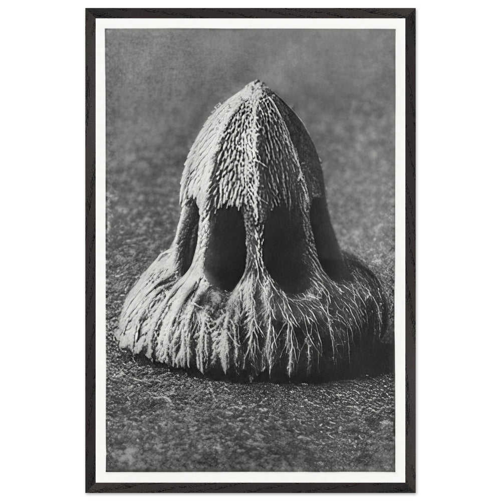 Art Forms in Nature 11 by Karl Blossfeldt, framed poster