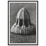 Art Forms in Nature 11 by Karl Blossfeldt, framed poster