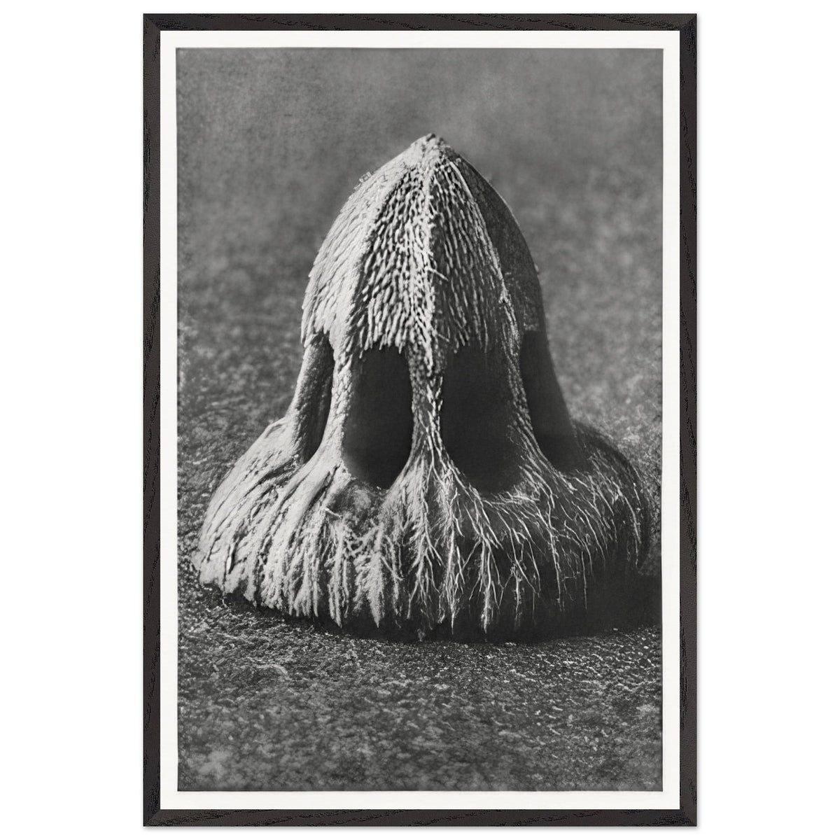Art Forms in Nature 11 by Karl Blossfeldt, framed poster