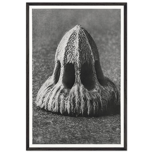 Art Forms in Nature 11 by Karl Blossfeldt, framed poster