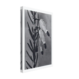 Art Forms in Nature 110 by Karl Blossfeldt, canvas, view 2