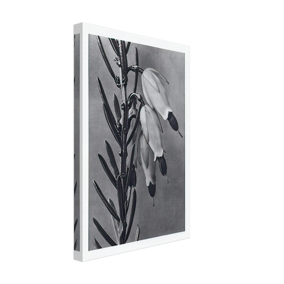 Art Forms in Nature 110 by Karl Blossfeldt, canvas, view 2