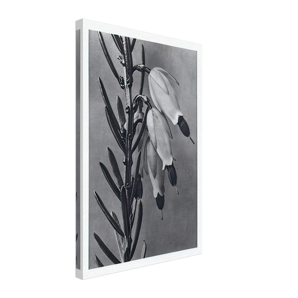 Art Forms in Nature 110 by Karl Blossfeldt, canvas