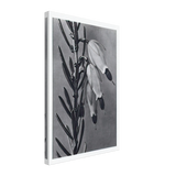 Art Forms in Nature 110 by Karl Blossfeldt, canvas