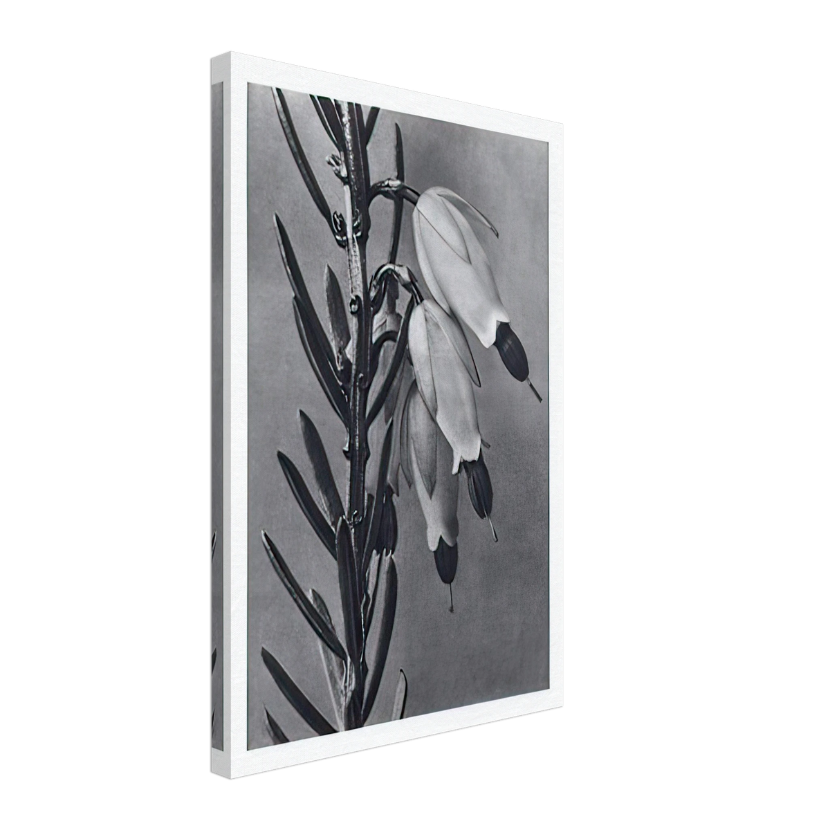 Art Forms in Nature 110 by Karl Blossfeldt, canvas