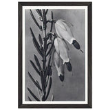 Art Forms in Nature 110 by Karl Blossfeldt, framed poster, view 2
