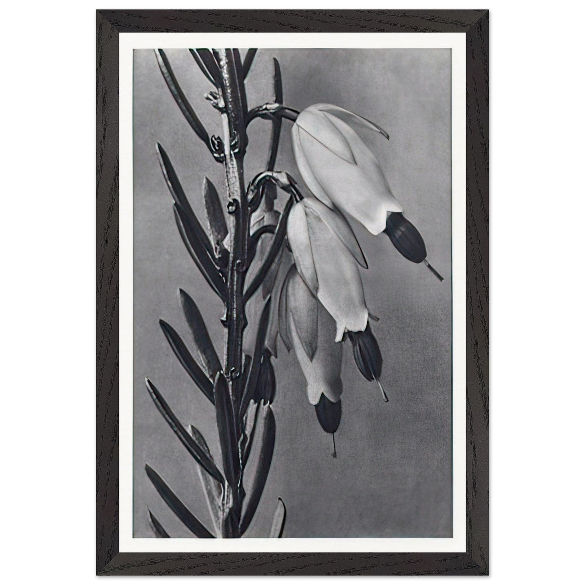 Art Forms in Nature 110 by Karl Blossfeldt, framed poster, view 2