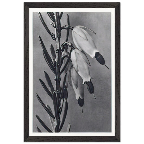 Art Forms in Nature 110 by Karl Blossfeldt, framed poster, view 2