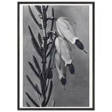 Art Forms in Nature 110 by Karl Blossfeldt, framed poster, view 3