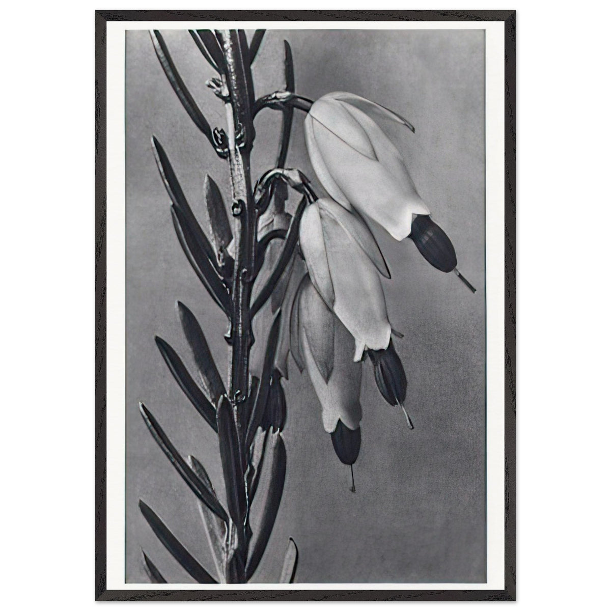 Art Forms in Nature 110 by Karl Blossfeldt, framed poster, view 3