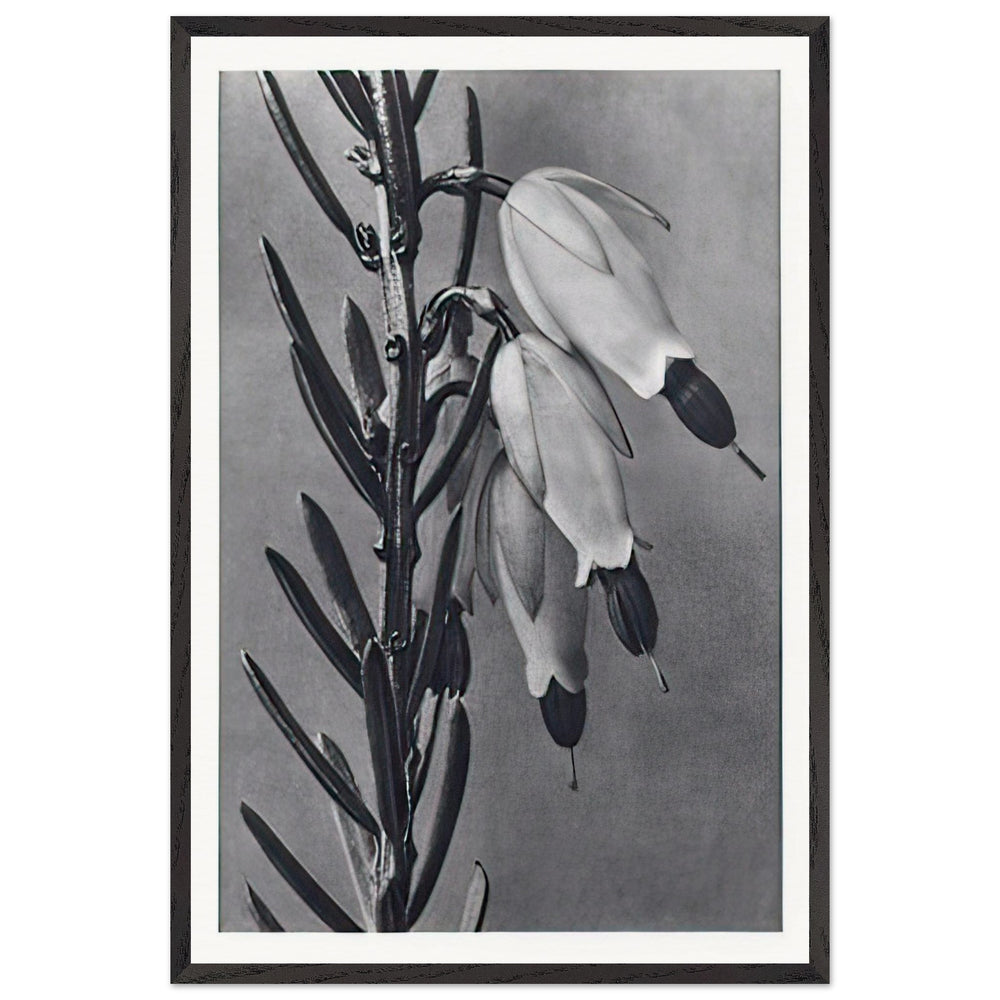 Art Forms in Nature 110 by Karl Blossfeldt, framed poster