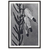 Art Forms in Nature 110 by Karl Blossfeldt, framed poster