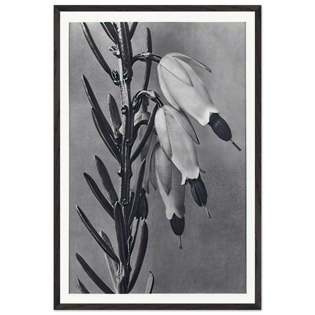 Art Forms in Nature 110 by Karl Blossfeldt, framed poster