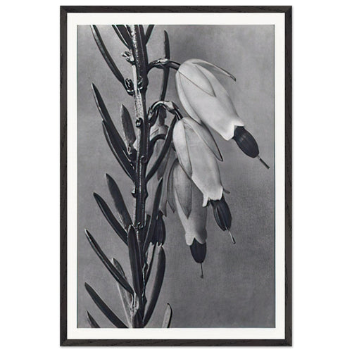Art Forms in Nature 110 by Karl Blossfeldt, framed poster