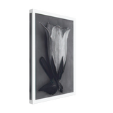 Art Forms in Nature 111 by Karl Blossfeldt, canvas, view 2