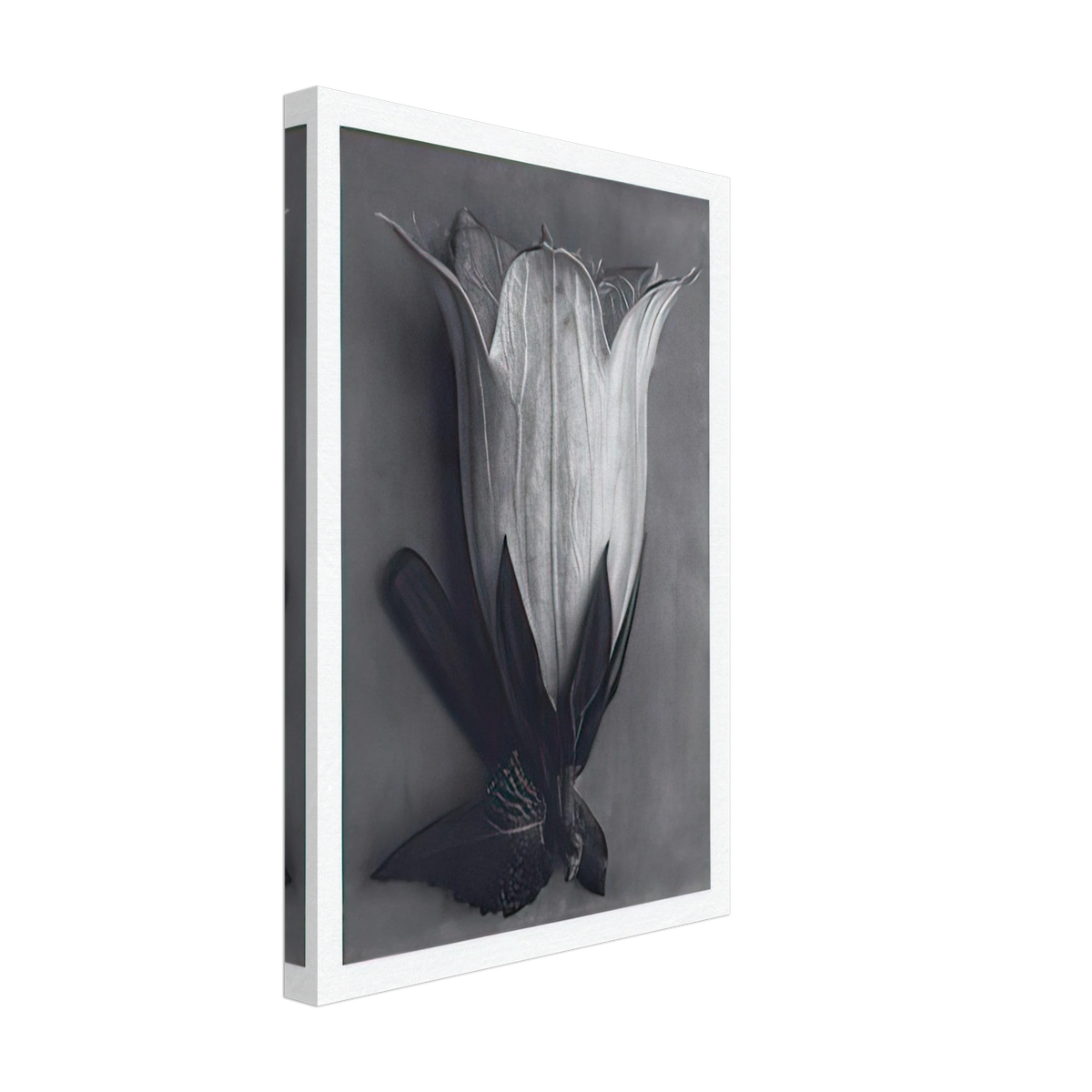 Art Forms in Nature 111 by Karl Blossfeldt, canvas, view 2