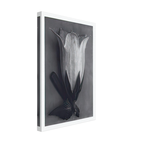 Art Forms in Nature 111 by Karl Blossfeldt, canvas, view 2