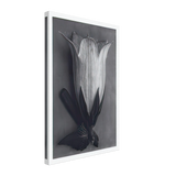 Art Forms in Nature 111 by Karl Blossfeldt, canvas