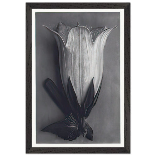 Art Forms in Nature 111 by Karl Blossfeldt, framed poster, view 2
