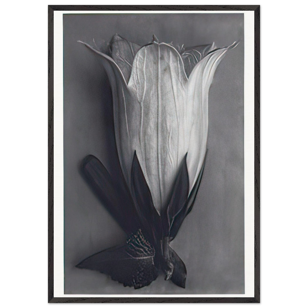 Art Forms in Nature 111 by Karl Blossfeldt, framed poster, view 3