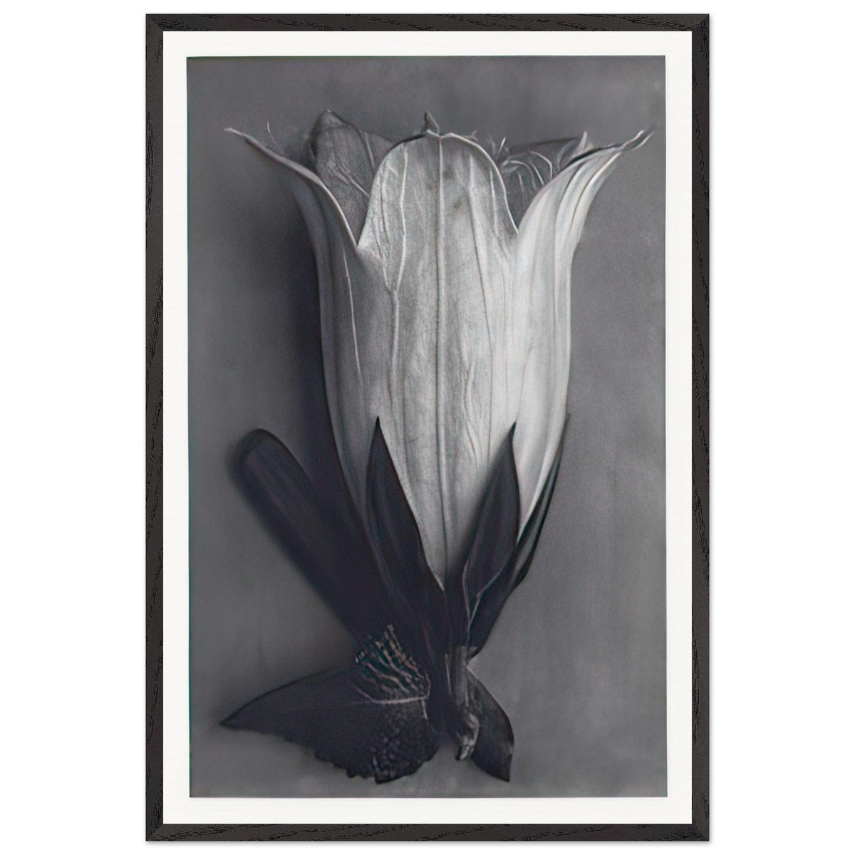 Art Forms in Nature 111 by Karl Blossfeldt, framed poster