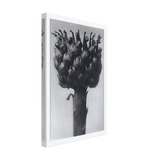 Art Forms in Nature 112 by Karl Blossfeldt, canvas, view 2