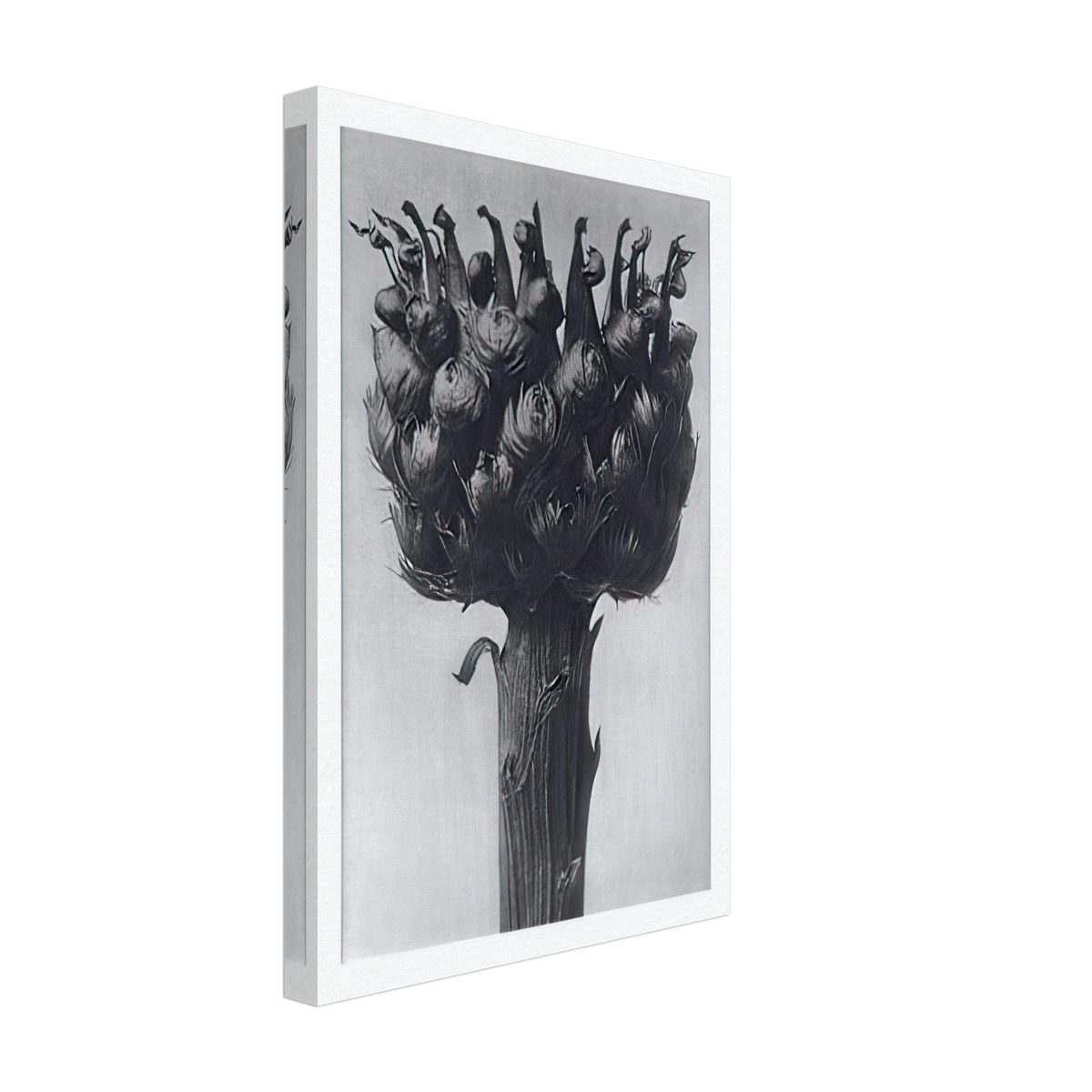 Art Forms in Nature 112 by Karl Blossfeldt, canvas, view 2