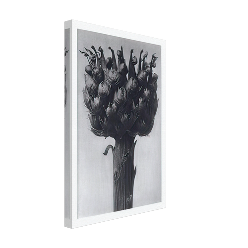 Art Forms in Nature 112 by Karl Blossfeldt, canvas, view 2