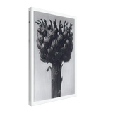 Art Forms in Nature 112 by Karl Blossfeldt, canvas