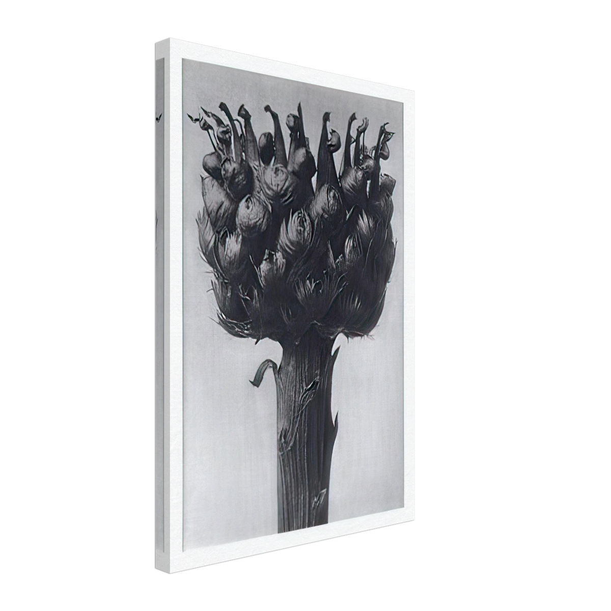 Art Forms in Nature 112 by Karl Blossfeldt, canvas