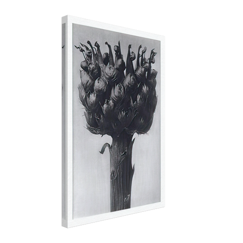 Art Forms in Nature 112 by Karl Blossfeldt, canvas