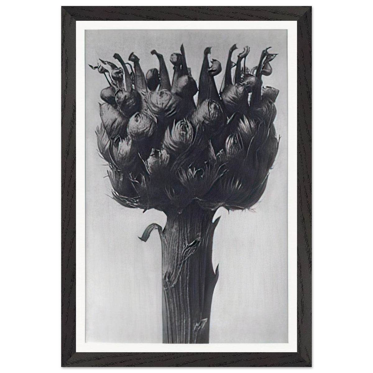 Art Forms in Nature 112 by Karl Blossfeldt, framed poster, view 2