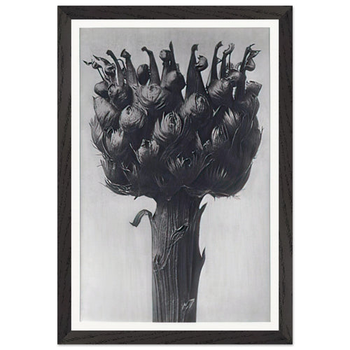 Art Forms in Nature 112 by Karl Blossfeldt, framed poster, view 2
